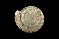 藏品(泰勒車輪螺)的圖片